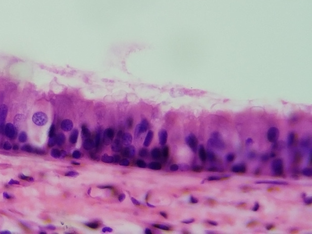 Pseudostratified Epithelium Slides - Pseudostratified Epithelium 20 400X
